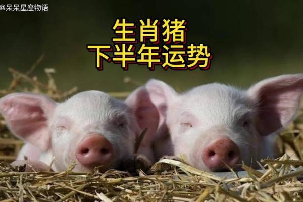 2025年属猪人年龄揭秘几岁运势如何_1739568059