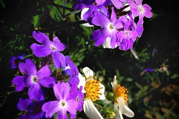 眉飞色舞打一准确生肖(眉飞色舞打一准确生肖)