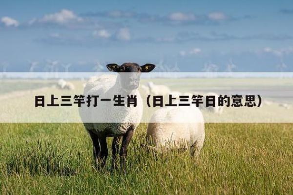 羽扇丝巾打一生肖