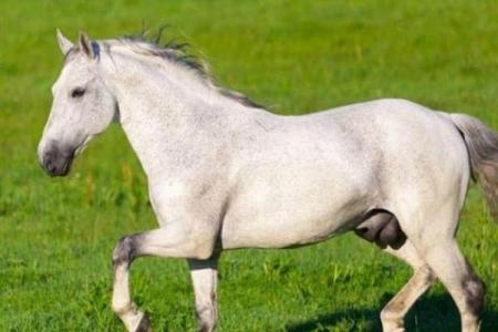 1990年正月十二属马是什么命 1990年阴历正月十二五行属什么