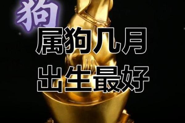 1982年属狗2025年运势及运程 1983年属猪2025年运势及运程_1739578341