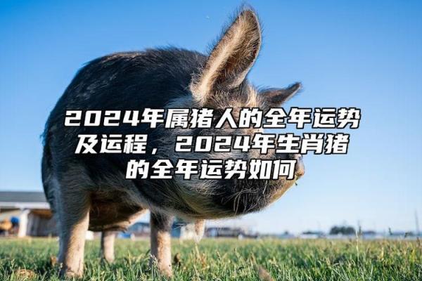 2025年属猪财运与运势解析机遇与挑战并存