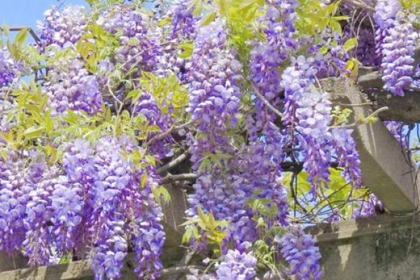 鸟语花香是什么生肖