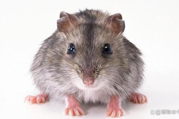 冥冥之中是什么生肖