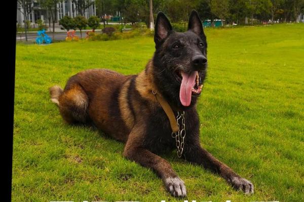 2024年适不适合结婚马狗