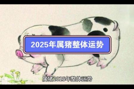 2025属猪的幸运色是什么颜色_2025年属猪幸运色揭秘哪种颜色最旺运