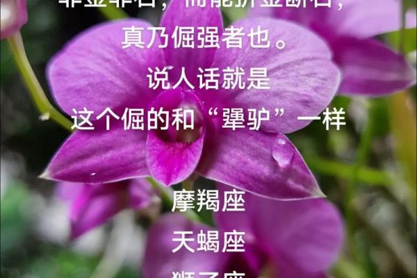 根深蒂固是什么生肖(根深蒂固是什么生肖意思)