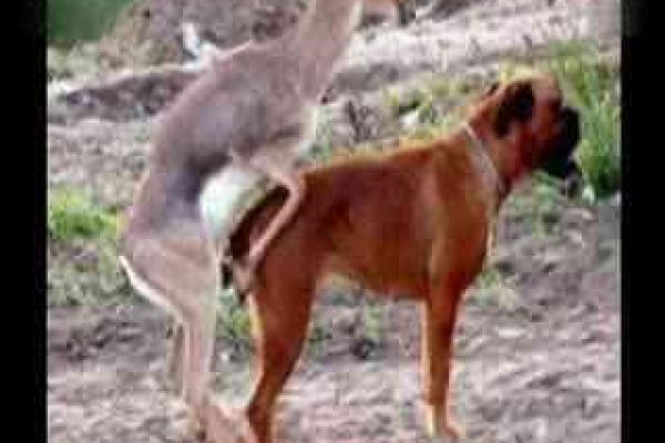 属狗和属狗的适合做夫妻吗_属狗和属狗的夫妻配对缘分天注定还是性格相冲