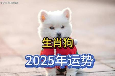 2025年属狗的全年运势怎么样 属狗2025年属狗每月运势和运