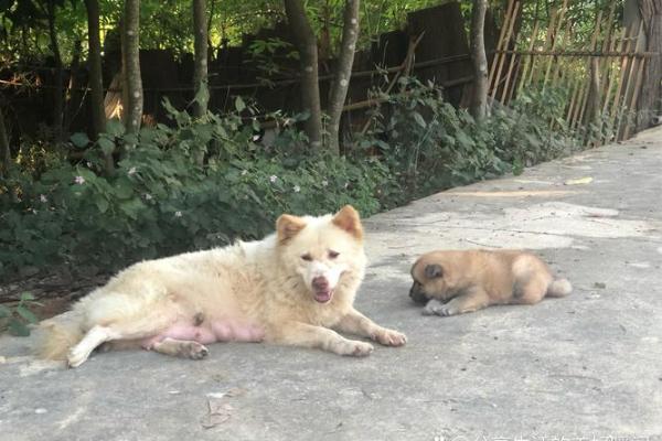 “鸡犬相闻猪有来”打一个生肖动物，鸡犬相闻是什么生肖答案解释释义落实