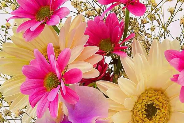 百花盛开打一生肖(百花盛开图片)