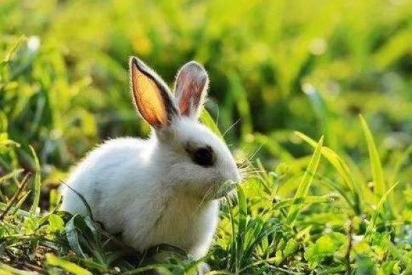 赏心悦目打一最佳生肖(赏心悦目指什么生肖的动物)