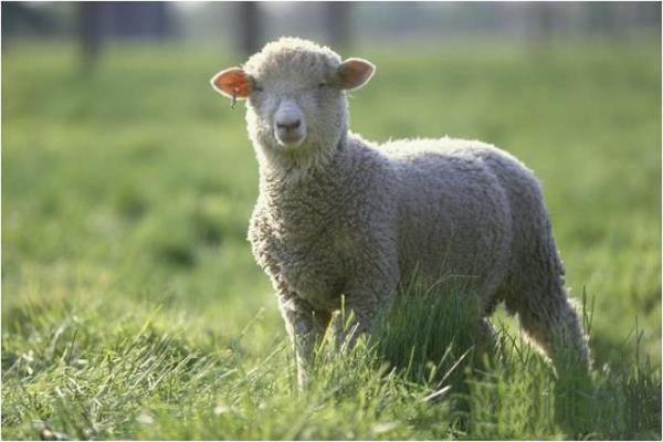 乐善好施打一生肖