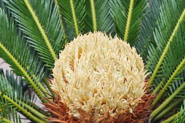 铁树开花是什么生肖(铁树开花是什么生肖最准确答案)