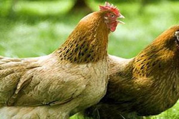 金屋藏娇指什么生肖