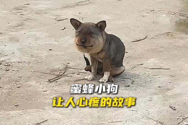 破烂不堪打一动物