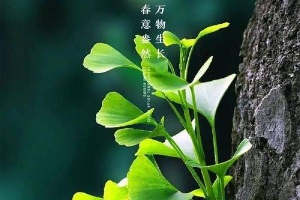 立春前后生孩子有什么不好吗 2023年立春前生属什么... 立春前后生孩子有什么不好吗 2023年立春前生属什么...