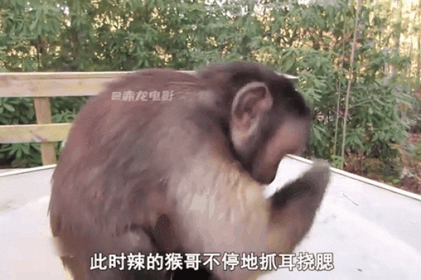 “抓耳挠腮”打一个生肖动物，抓耳挠腮的动物打一正确生肖答案解释释义落实