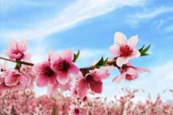 求姻缘必看提升桃花运的5个实用技巧