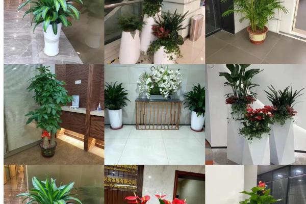 办公室花卉摆放风水