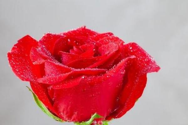 属马的男人对老婆忠心吗_属马男会为了小三离婚吗