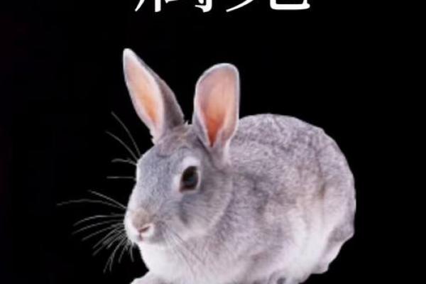 2023年癸卯兔年是什么意思 属兔这一天要注意什么