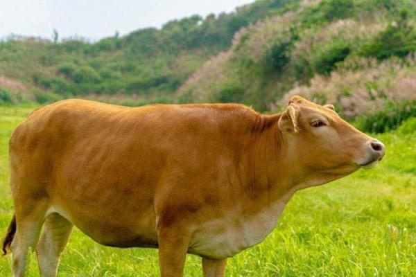 牛年出生的人 牛年出生的人