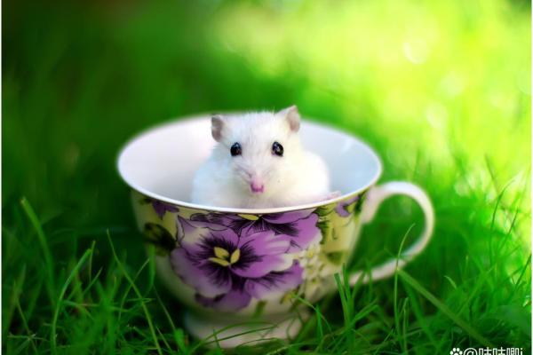 白头少年是什么生肖