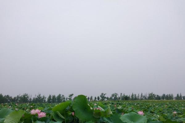 花枝招展打一生肖(花枝招展打一生肖数字是兔子)