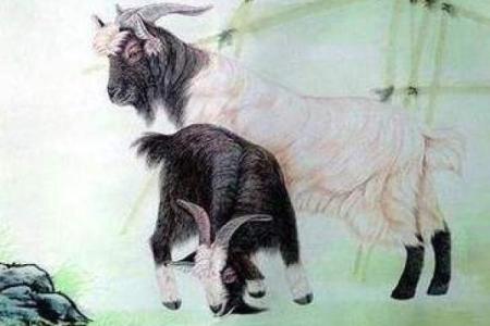 属羊的男和什么属相最配_属羊男与什么生肖最配