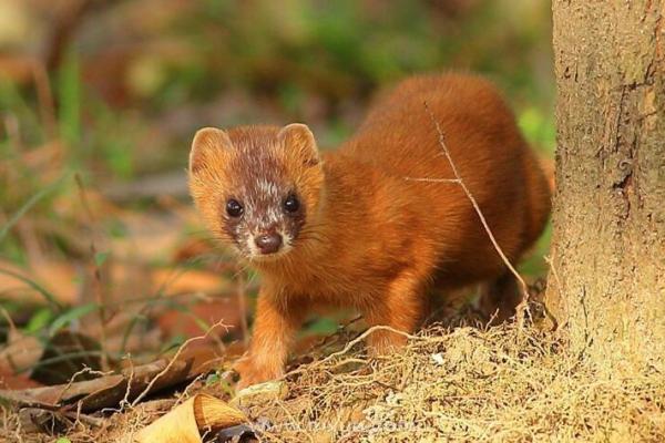 男人梦见黄鼠狼是什么预兆