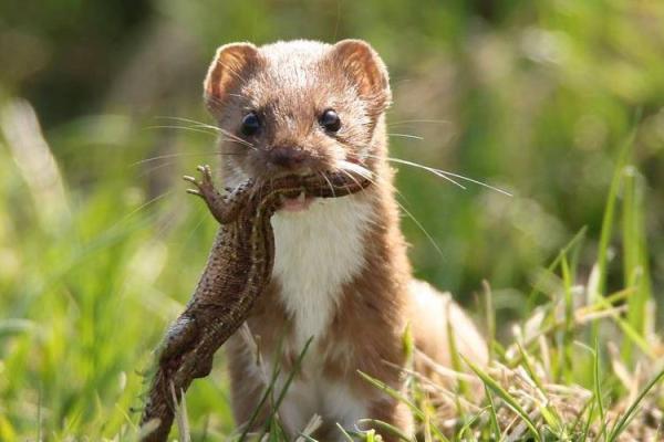 男人梦见黄鼠狼是什么预兆