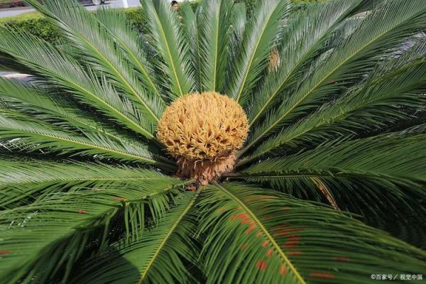 铁树本期开金花是什么生肖