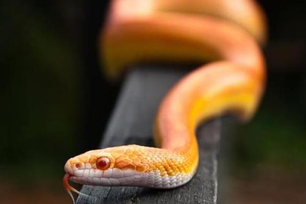 男人梦见蛇财运好不好