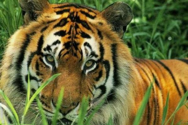 虎视眈眈是什么生肖(虎视眈眈是什么生肖和动物)