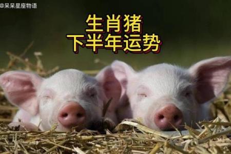 1971属猪2025运势及运程详解_71年猪女的晚景凄凉