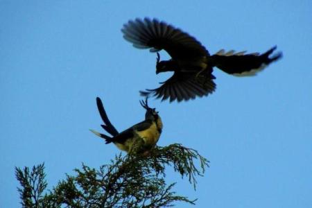 鸦巢生凤是什么生肖(鸦巢生凤什么意思)