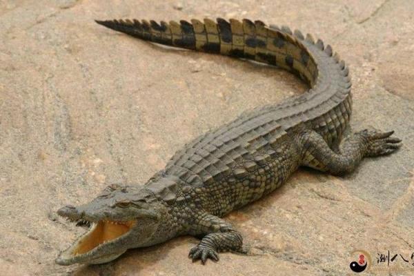 梦见鳄鱼吃人是什么预兆