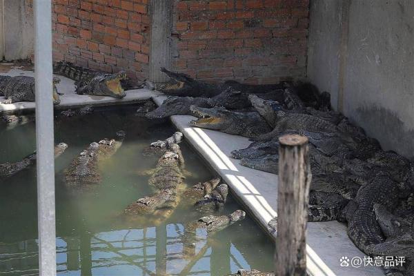 梦见鳄鱼吃人是什么预兆