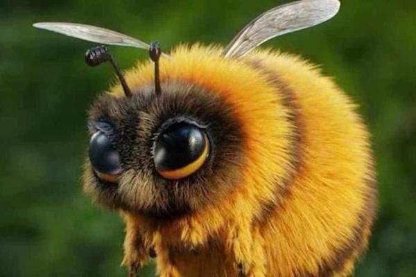 男人梦见蜜蜂是什么预兆