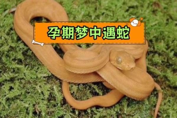 梦到身上有拔不完的蛇