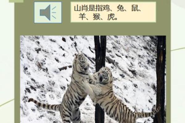 宫中生肖是指哪几个(宫中生肖有哪些)