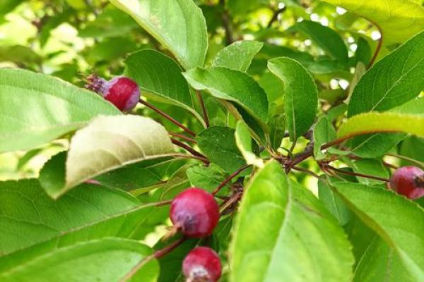 万绿丛中红一点红是什么生肖(万绿丛中红一点是什么数字)