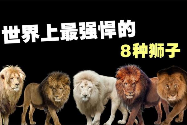 男人梦见狮子是什么预兆