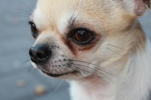 春风拂面是什么生肖