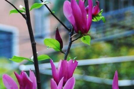 落花流水打一个生肖(落花流水打一生肖正确答案)