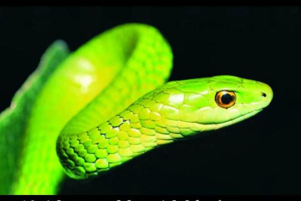 梦见差点被蛇咬是什么意思