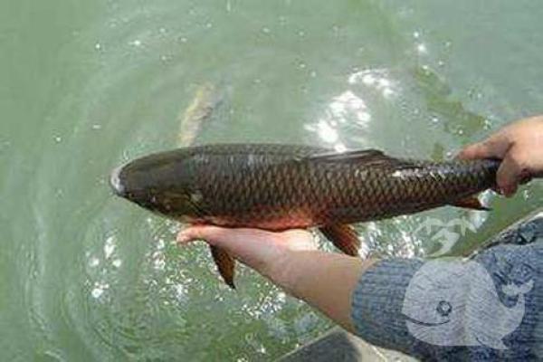 梦到大鱼是什么意思