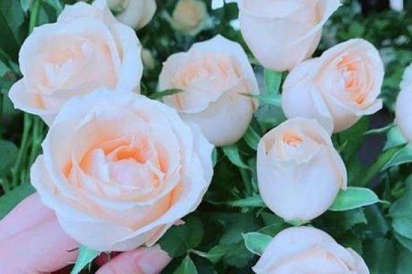 三月初八可以动土吗