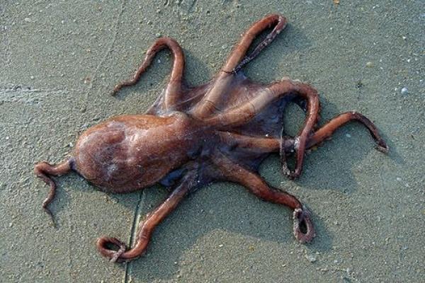 梦见八爪鱼是什么意思